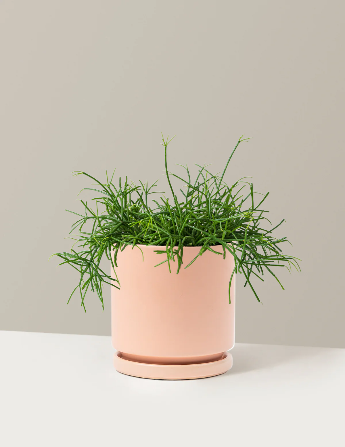 Mistletoe Cactus - Image 17