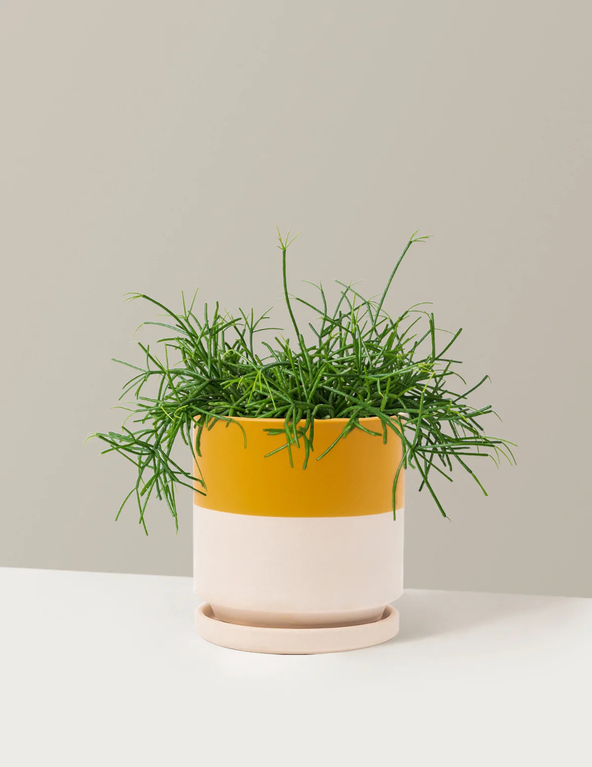 Mistletoe Cactus - Image 19