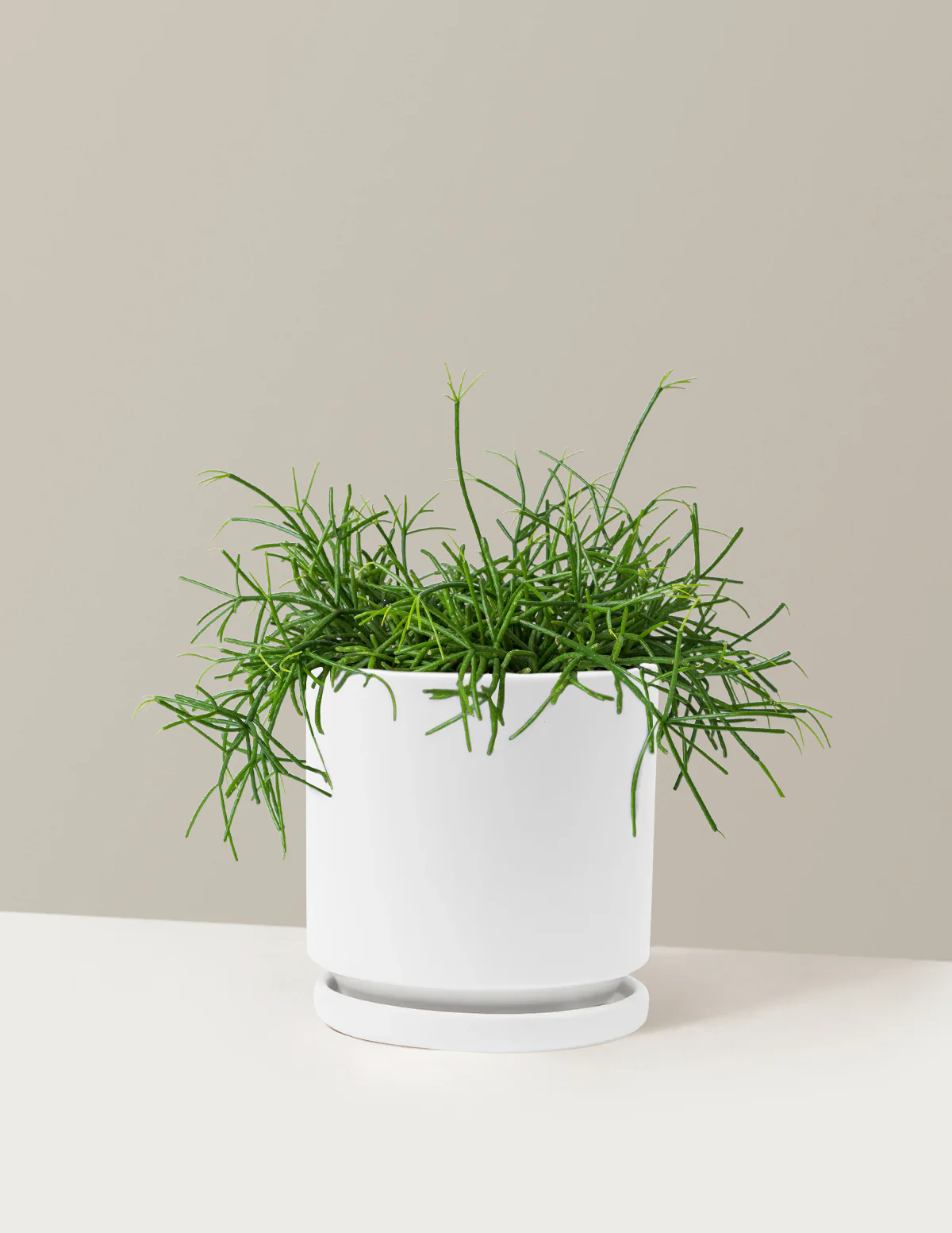 Mistletoe Cactus - Image 20