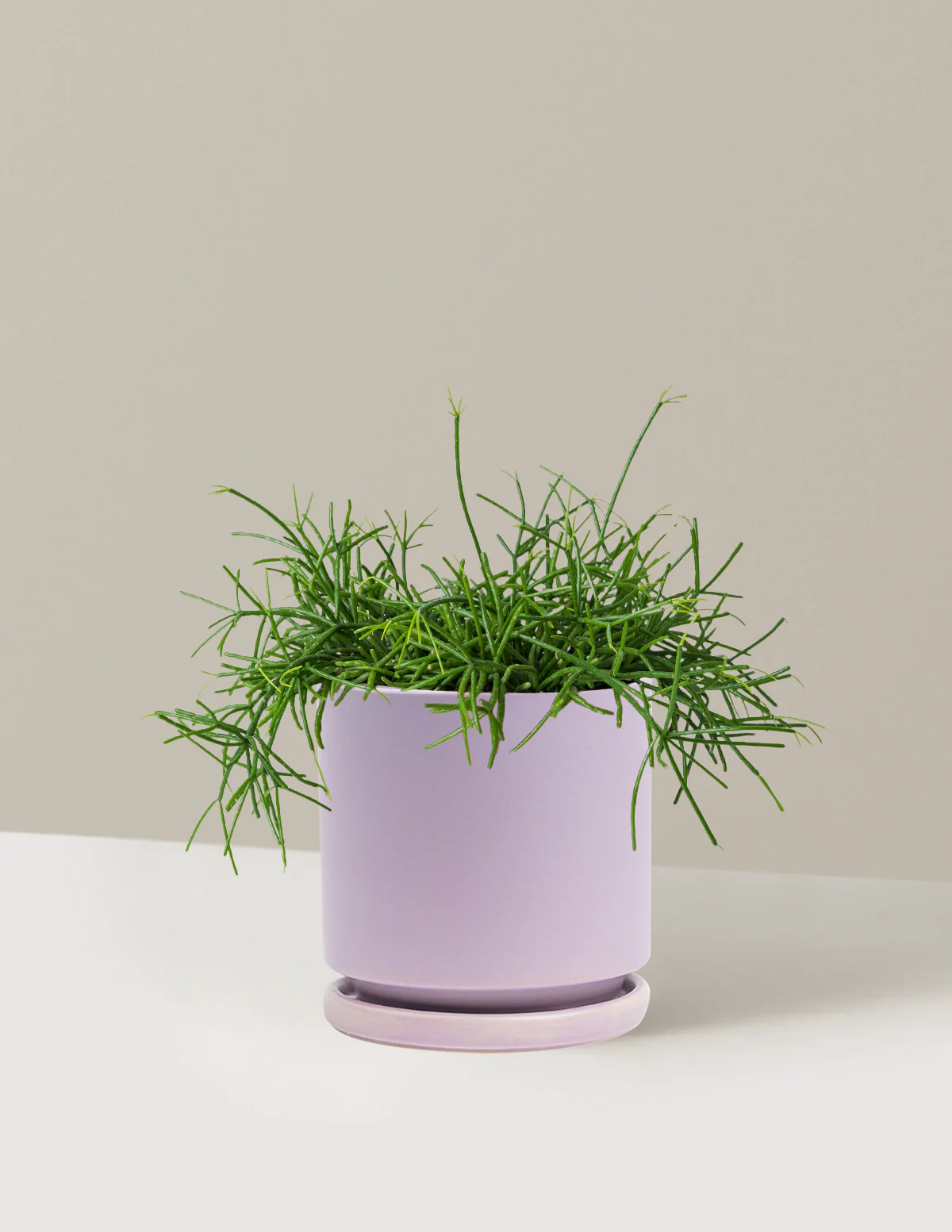 Mistletoe Cactus - Image 21