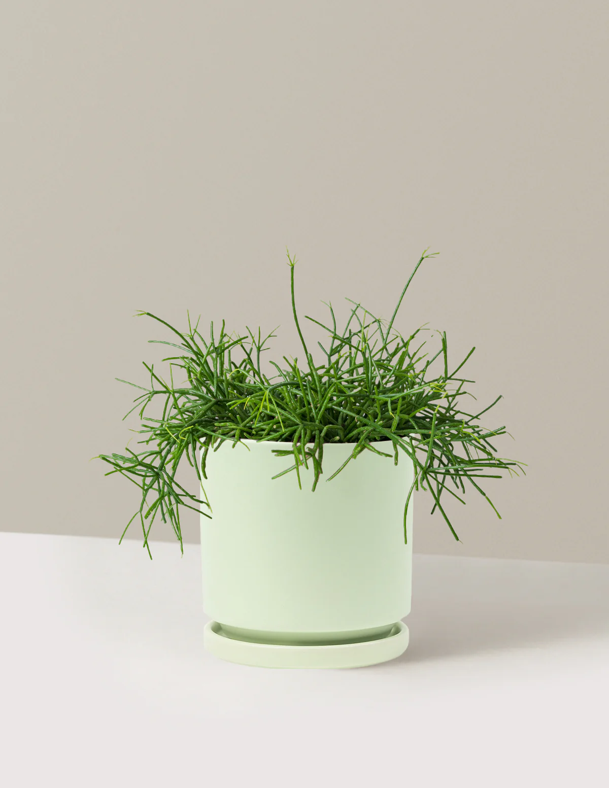 Mistletoe Cactus - Image 22