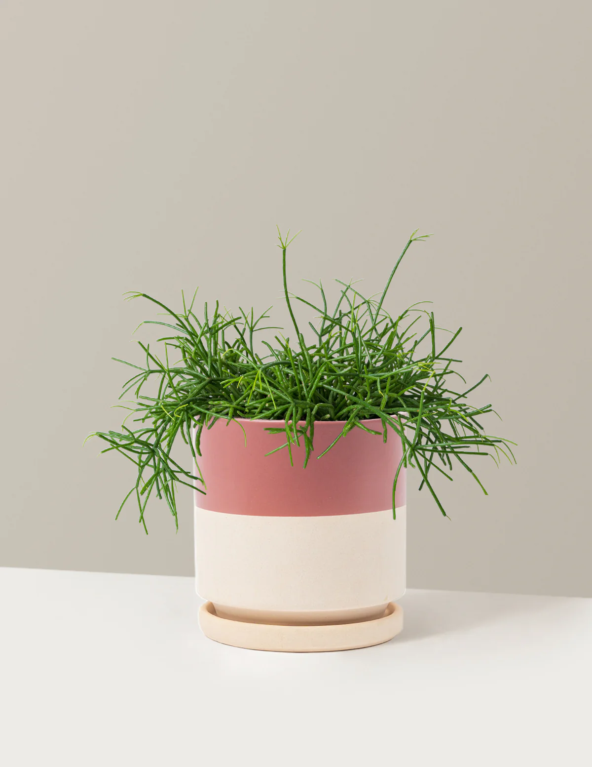 Mistletoe Cactus - Image 3
