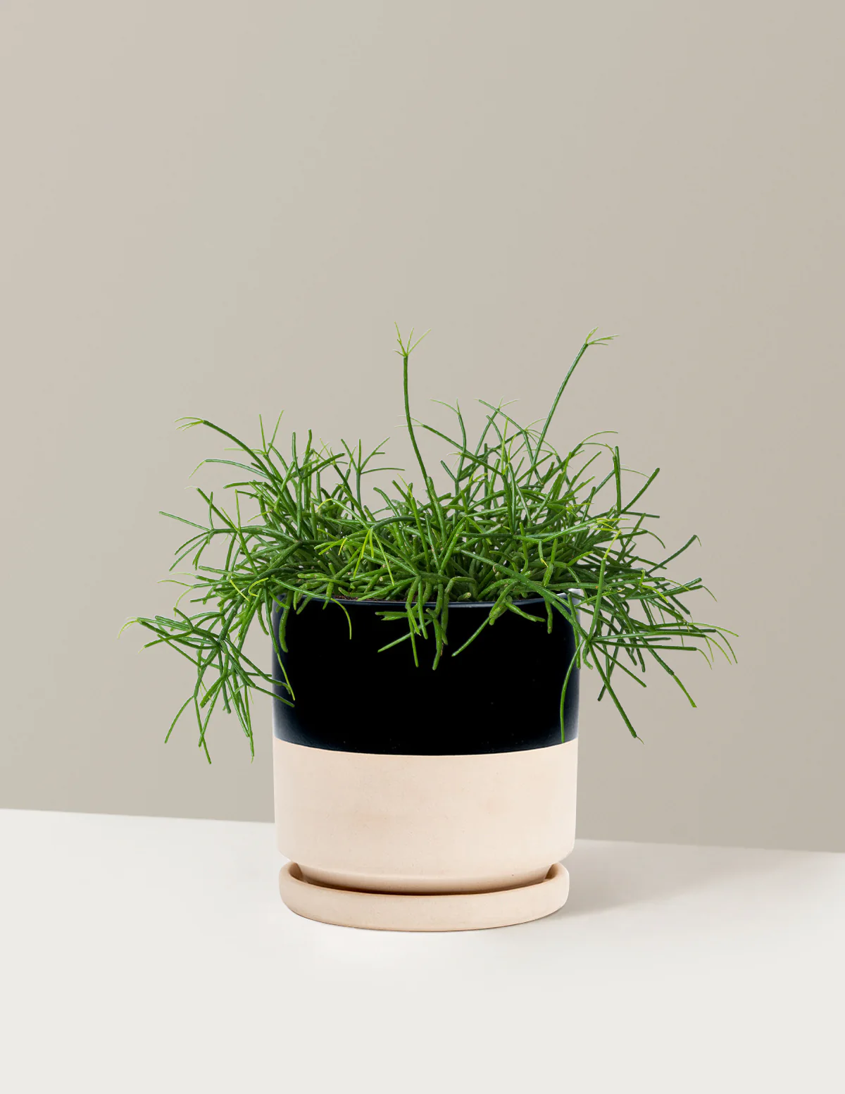 Mistletoe Cactus - Image 4
