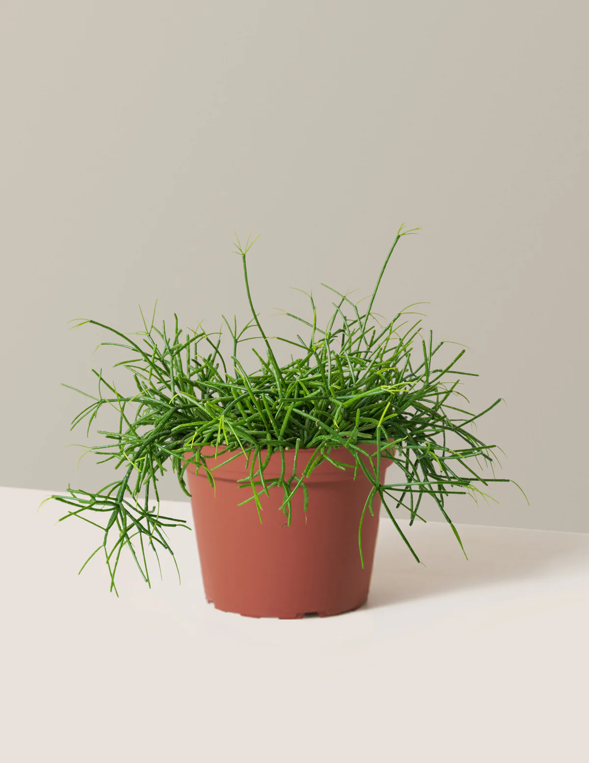 Mistletoe Cactus - Image 6