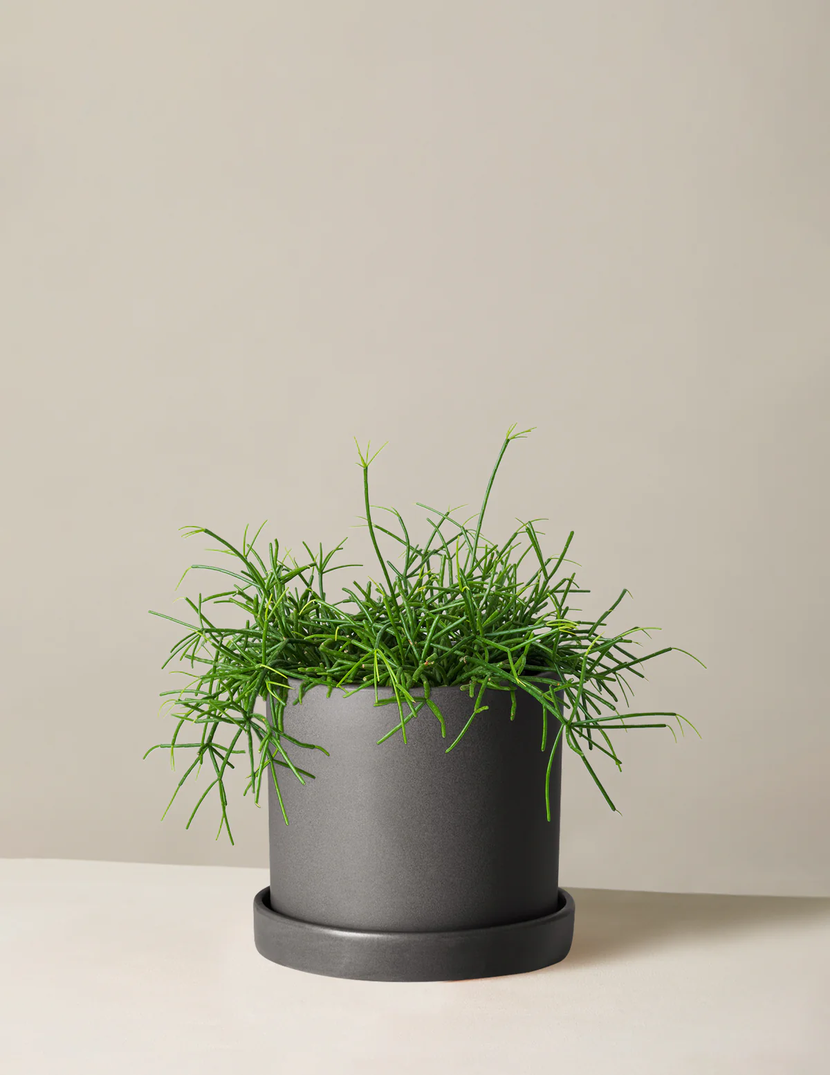 Mistletoe Cactus - Image 7