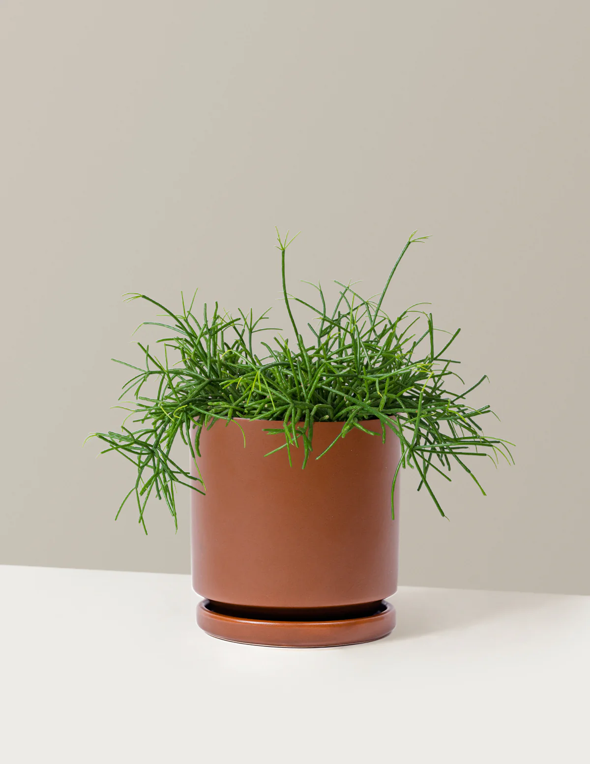 Mistletoe Cactus - Image 8