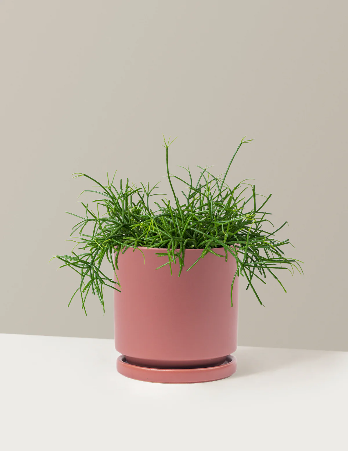 Mistletoe Cactus - Image 9