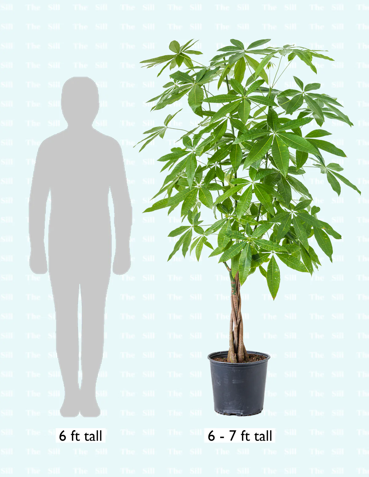 Money Tree Plant - Image 14