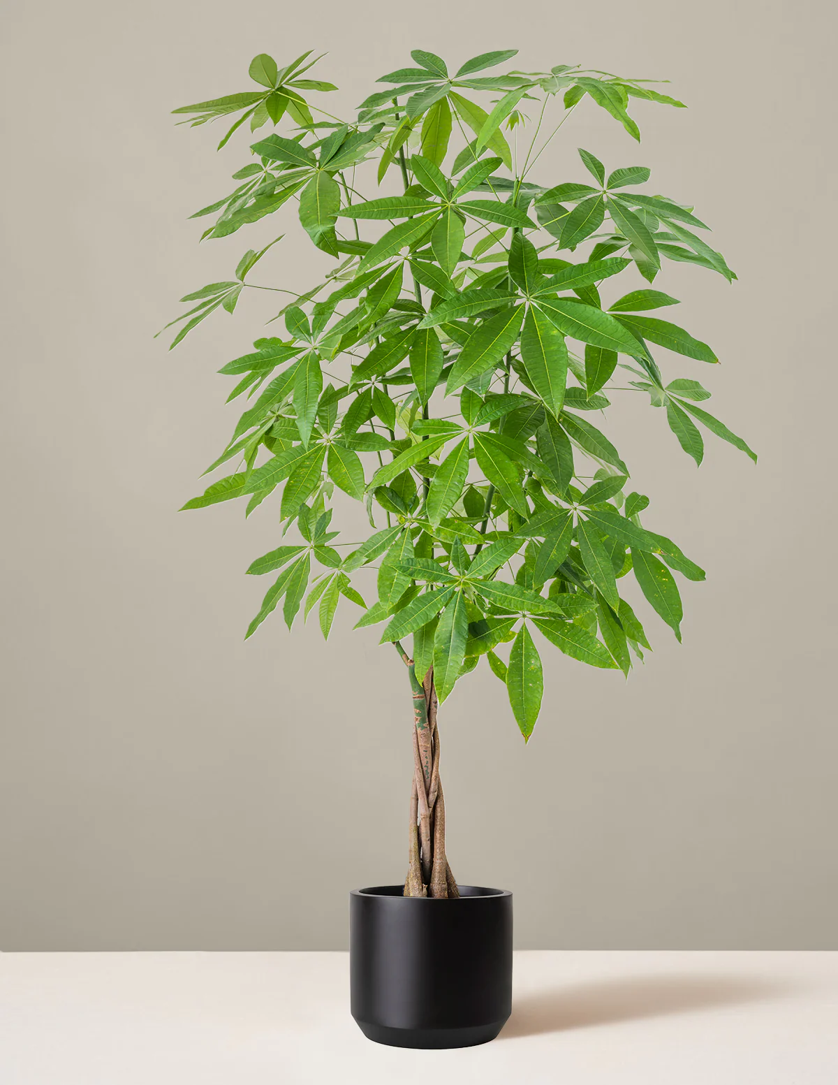 Money Tree Plant - Image 15