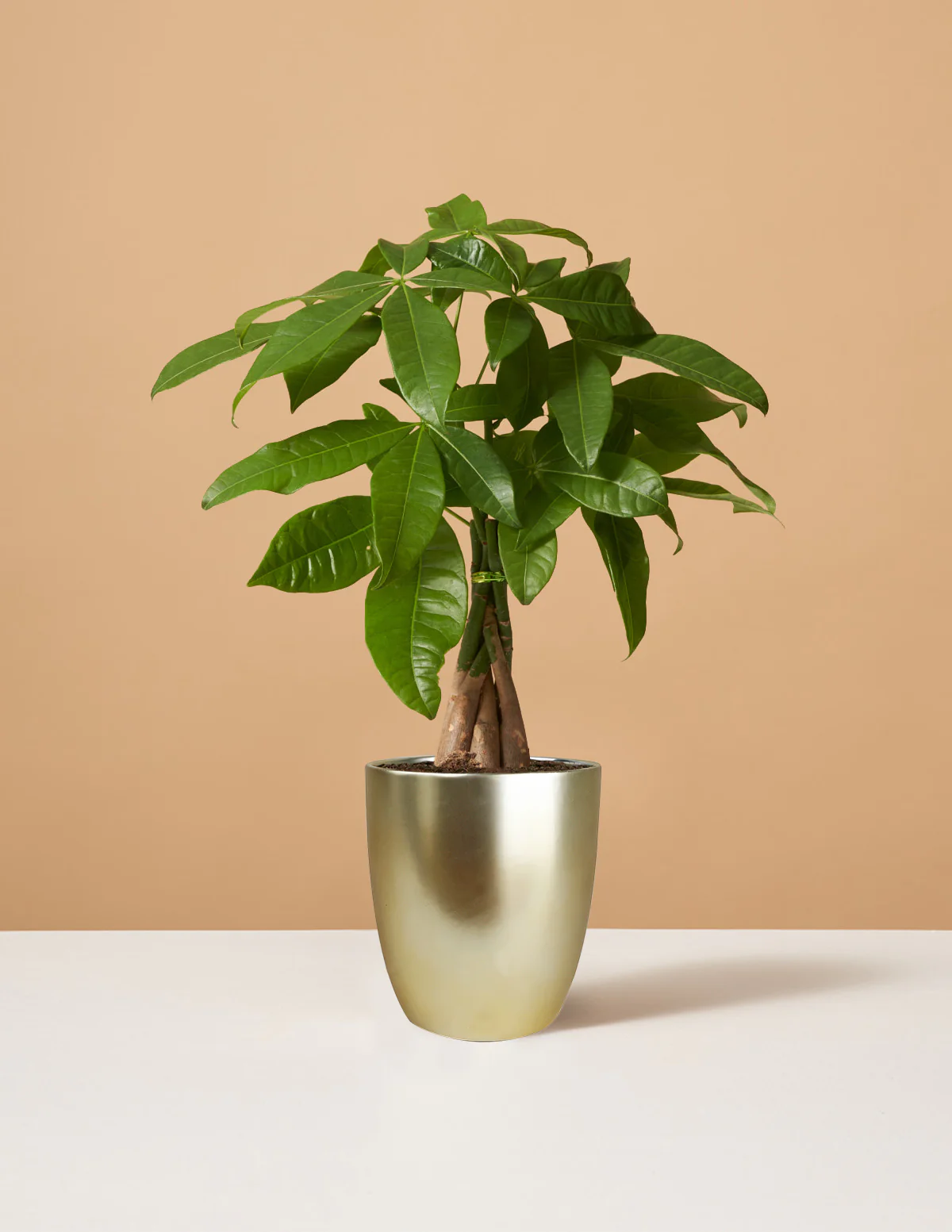 Money Tree Plant - Image 16