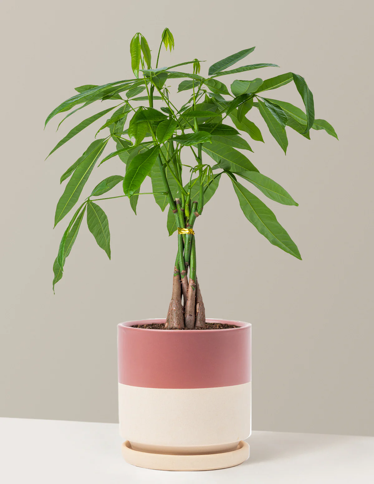 Money Tree Plant - Image 29