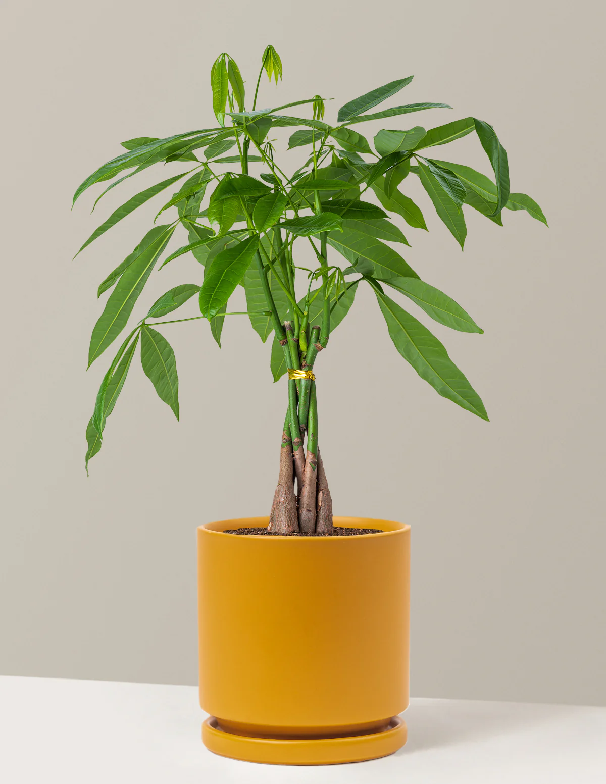 Money Tree Plant - Image 31