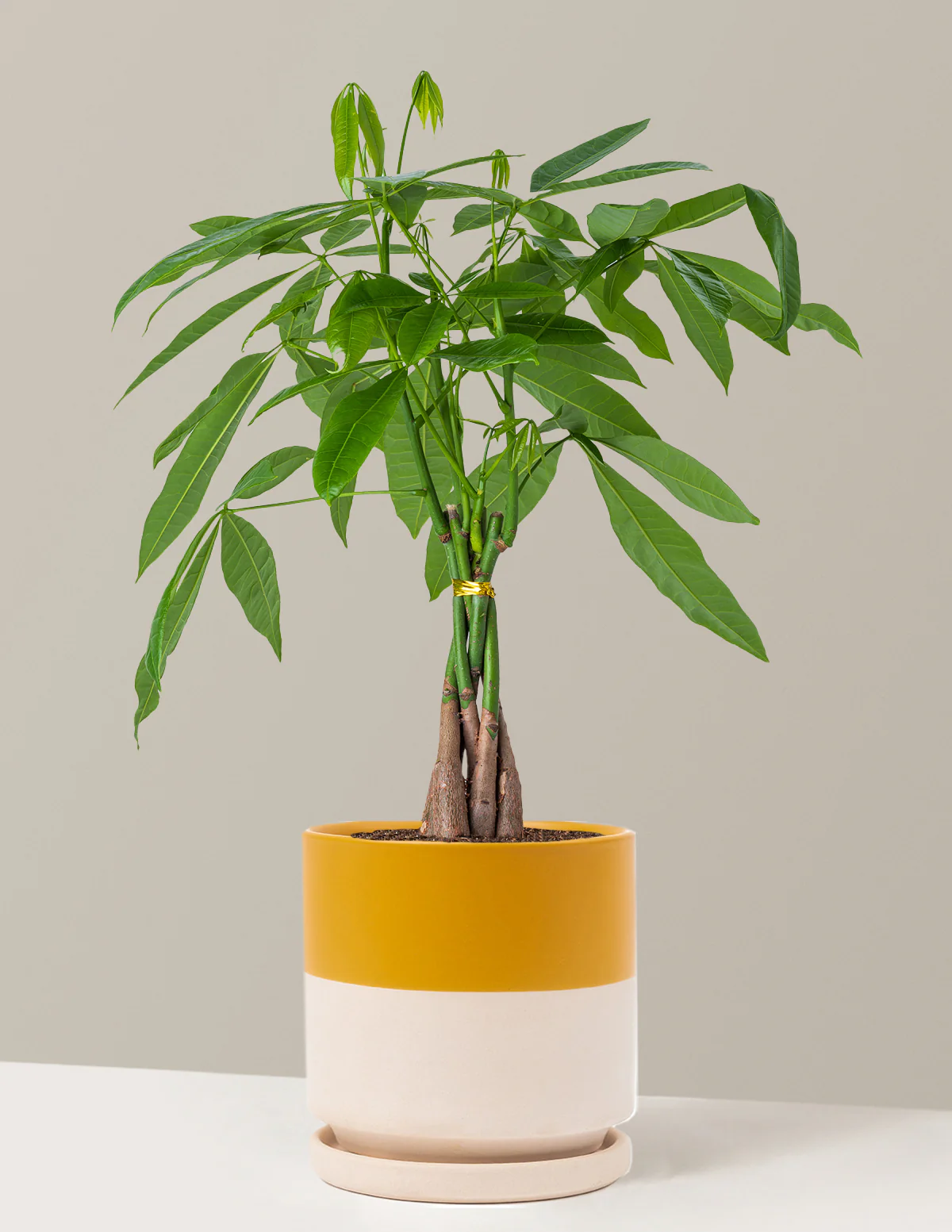 Money Tree Plant - Image 33