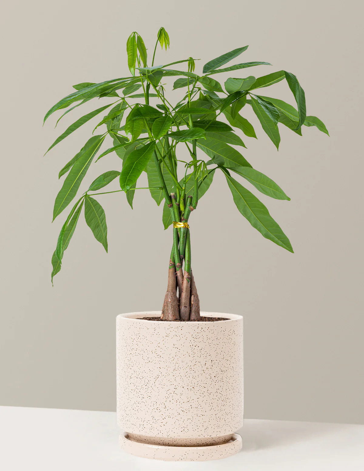 Money Tree Plant - Image 34