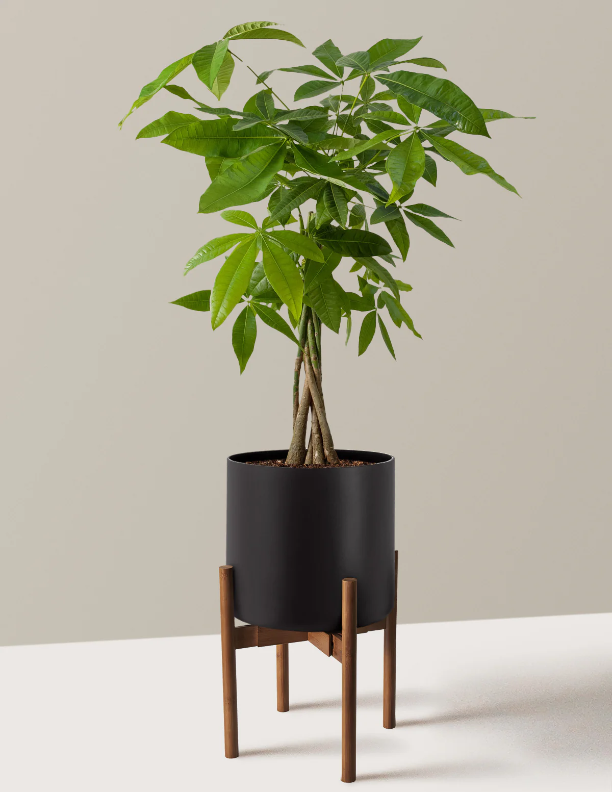 Money Tree Plant - Image 37