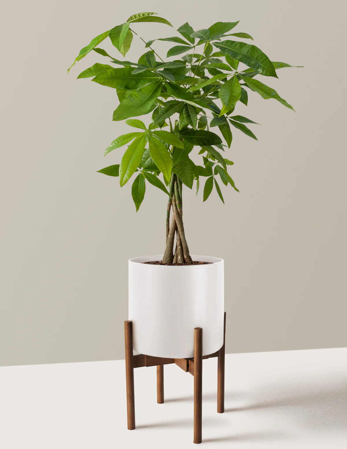 Money Tree Plant - Image 43