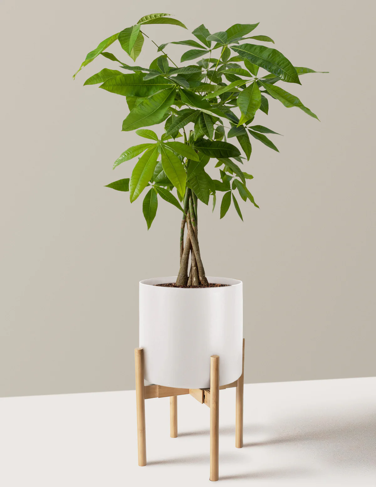 Money Tree Plant - Image 44