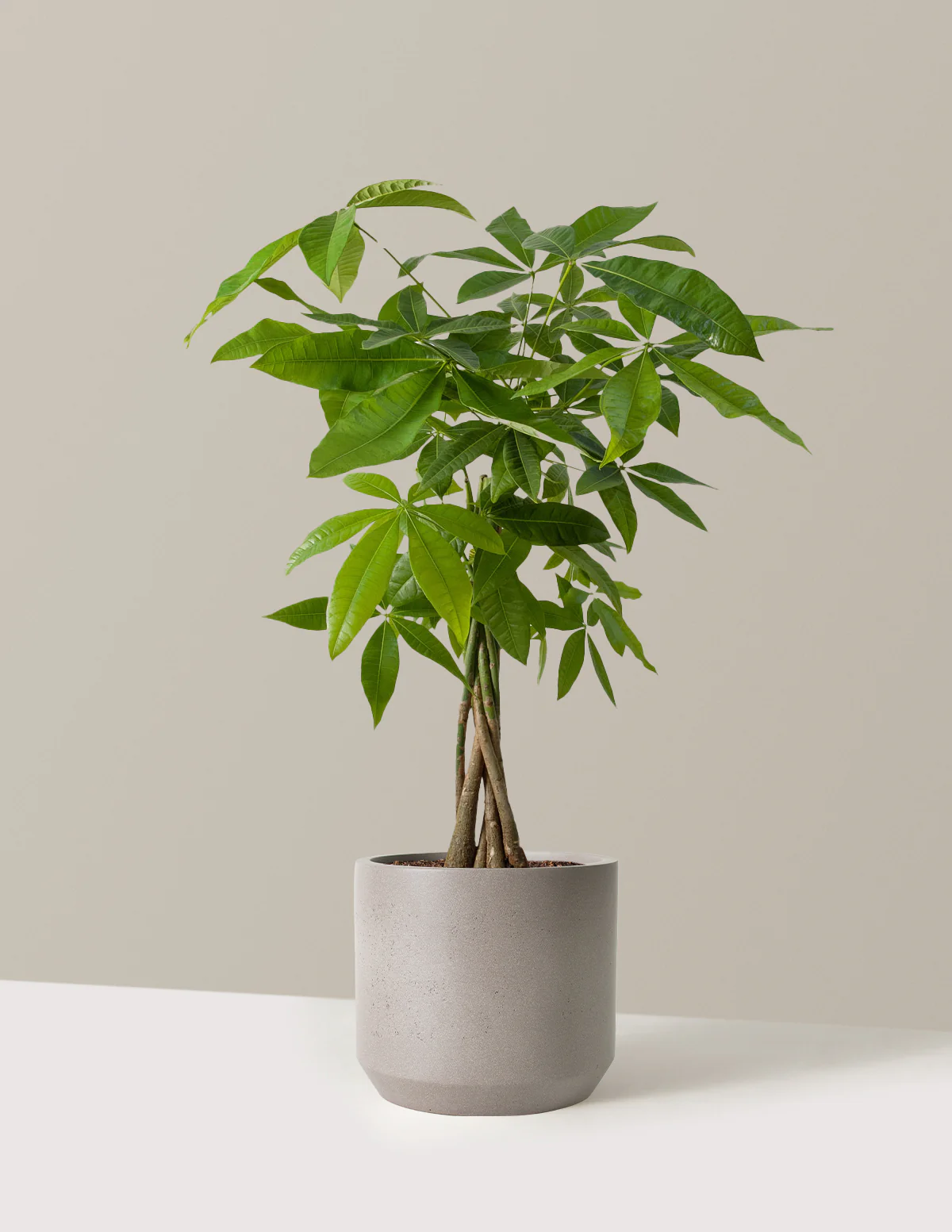 Money Tree Plant - Image 47