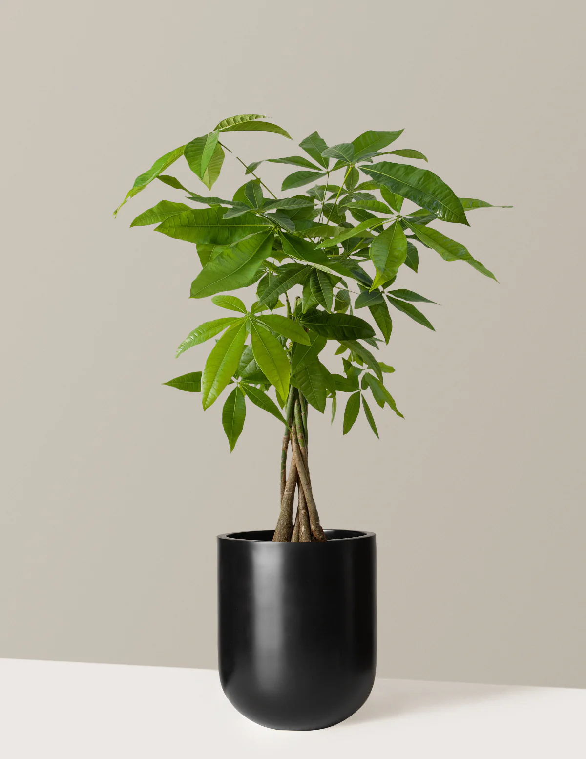 Money Tree Plant - Image 50