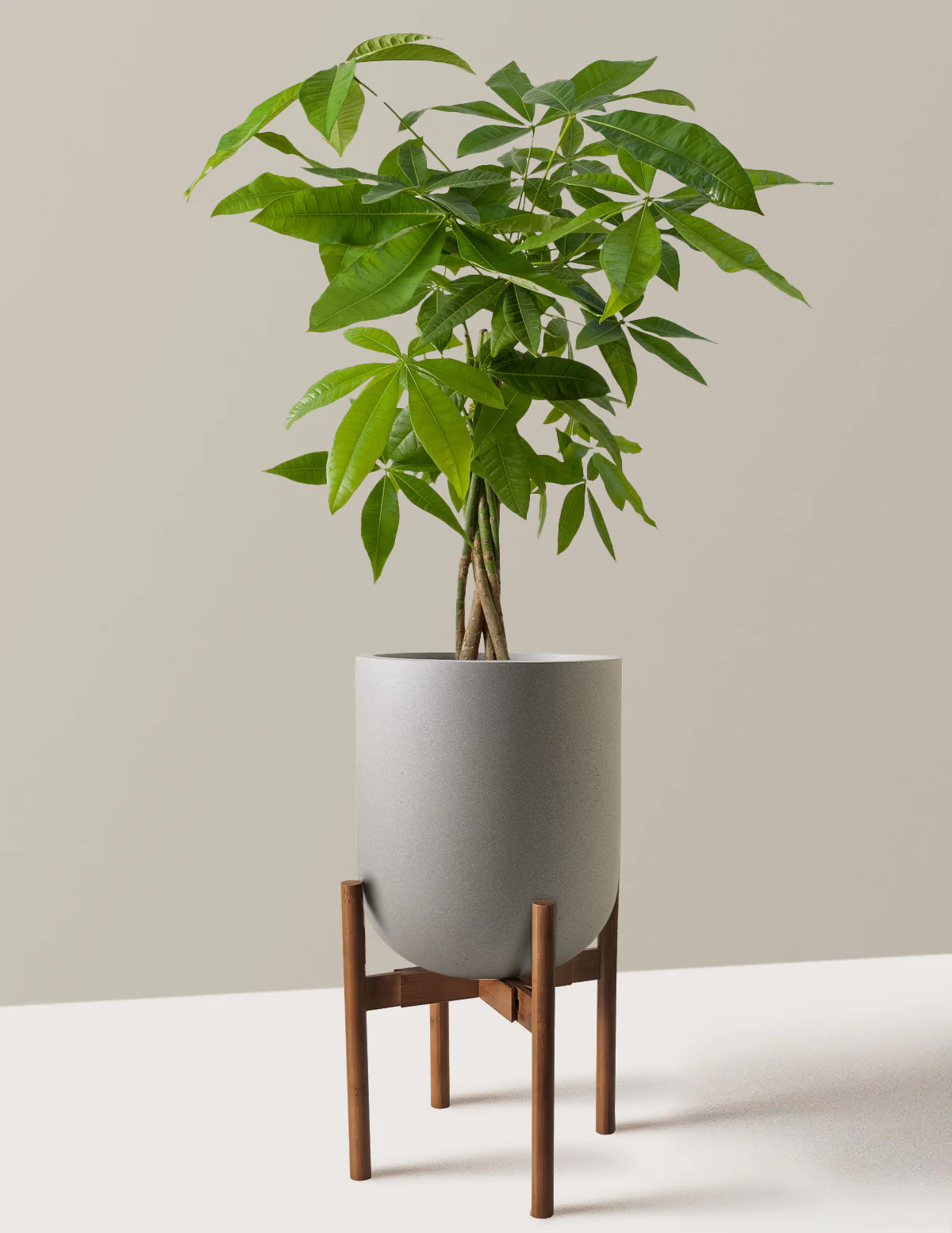 Money Tree Plant - Image 51