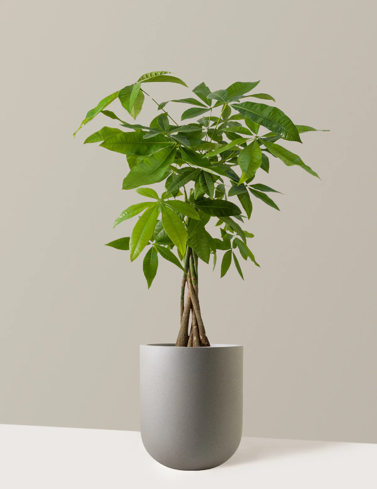 Money Tree Plant - Image 53