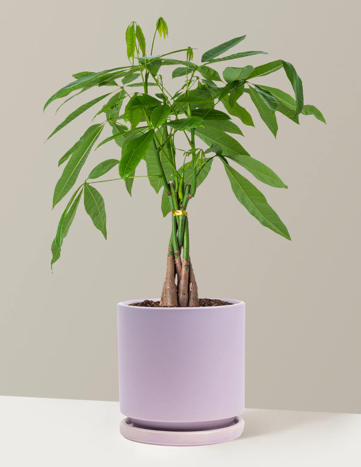 Money Tree Plant - Image 68