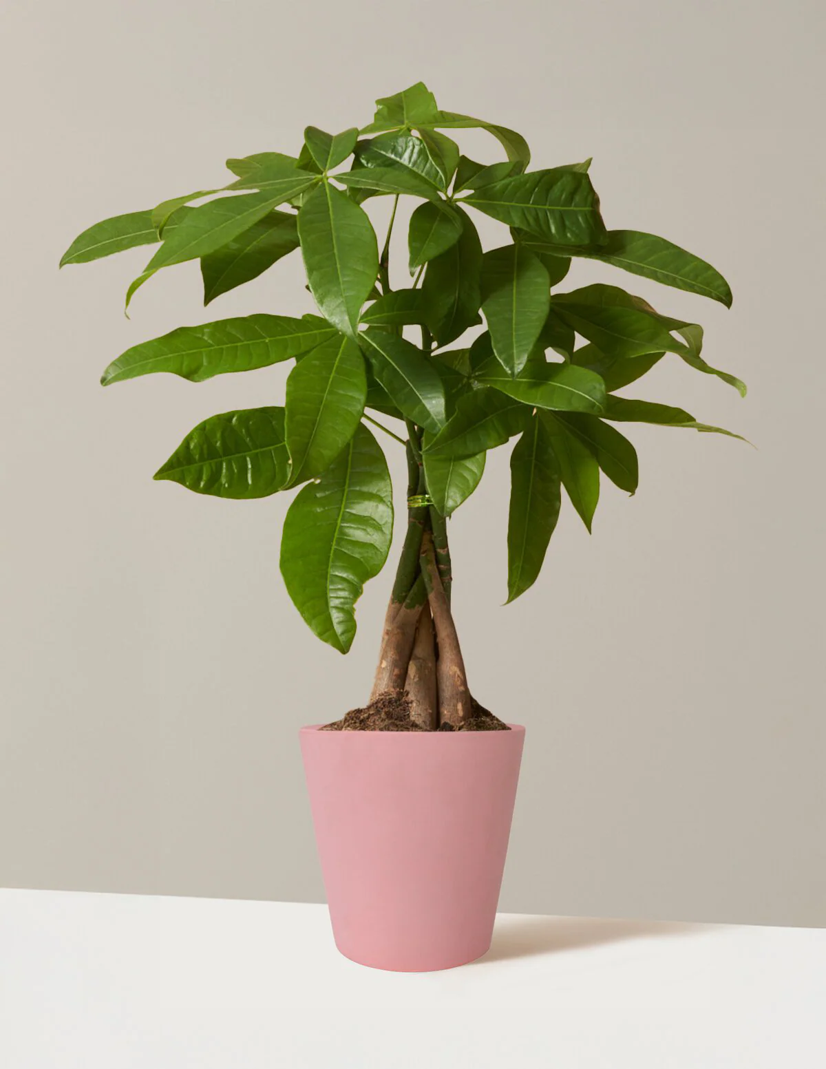 Money Tree Plant - Image 69