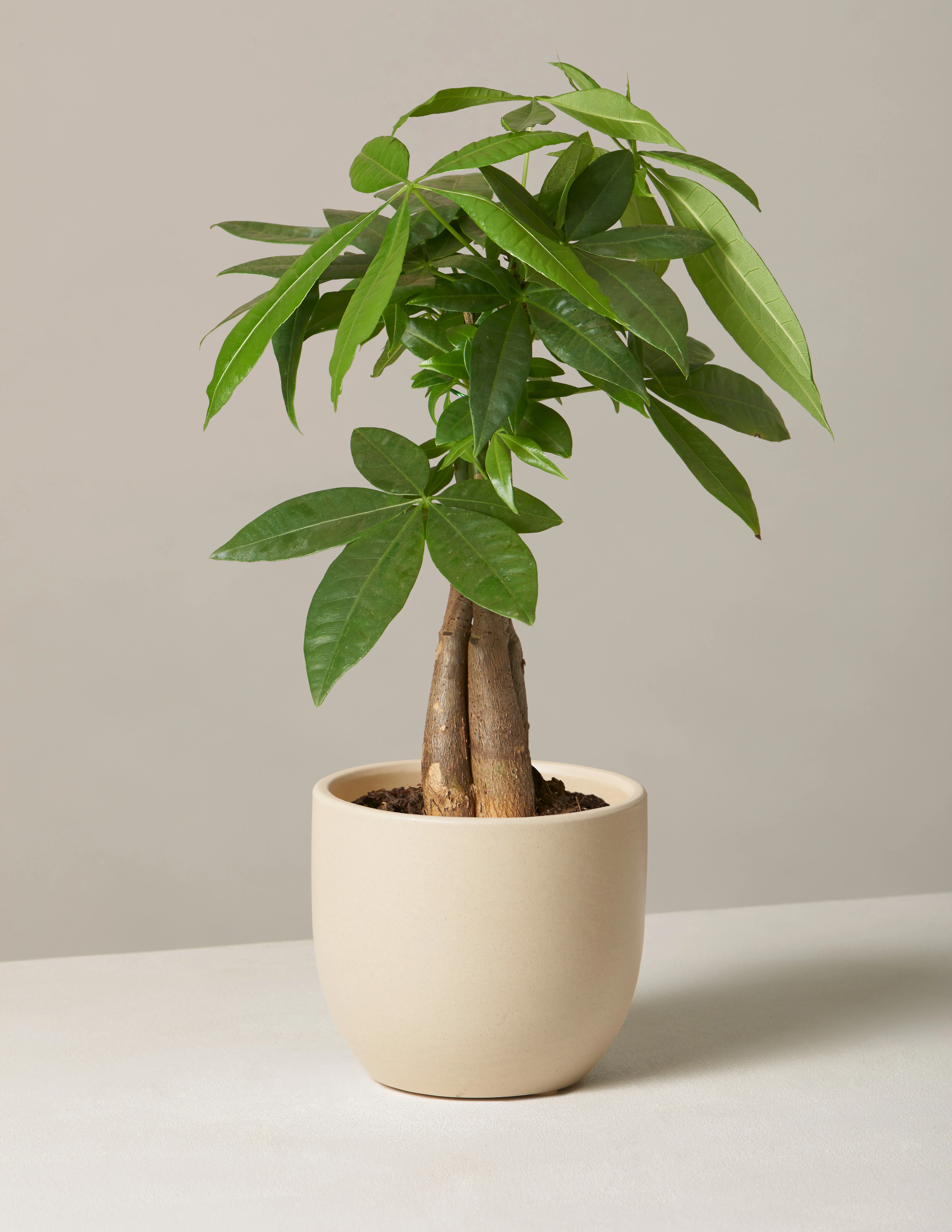 Money Tree Plant - Image 71