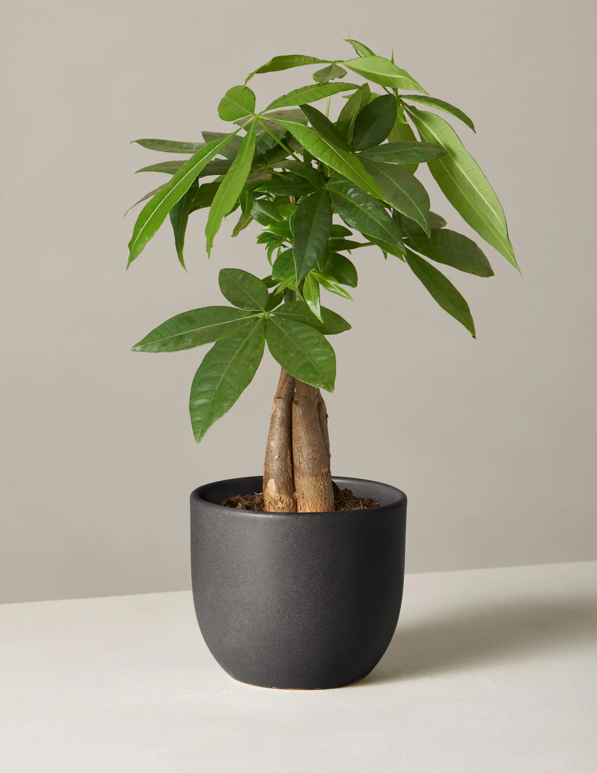 Money Tree Plant - Image 72