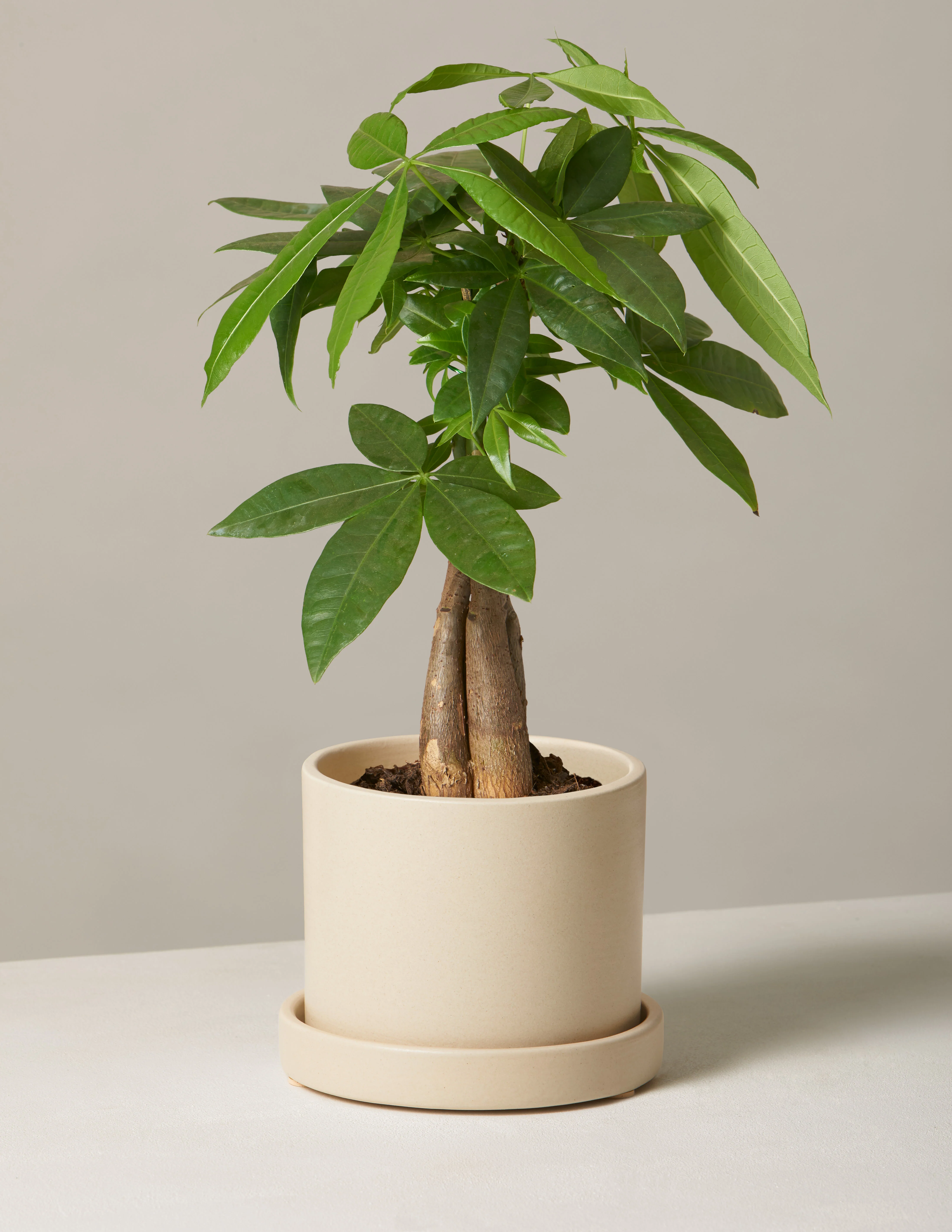 Money Tree Plant - Image 74