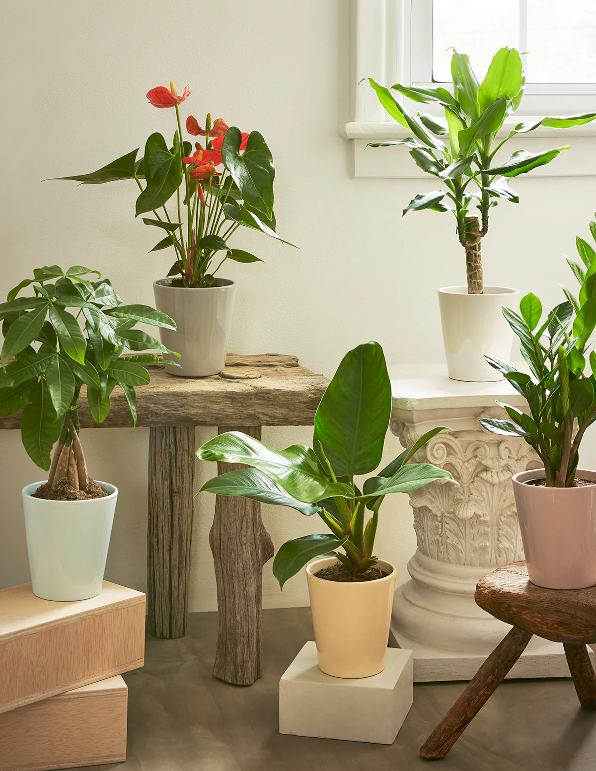 Coral Anthurium - Image 3