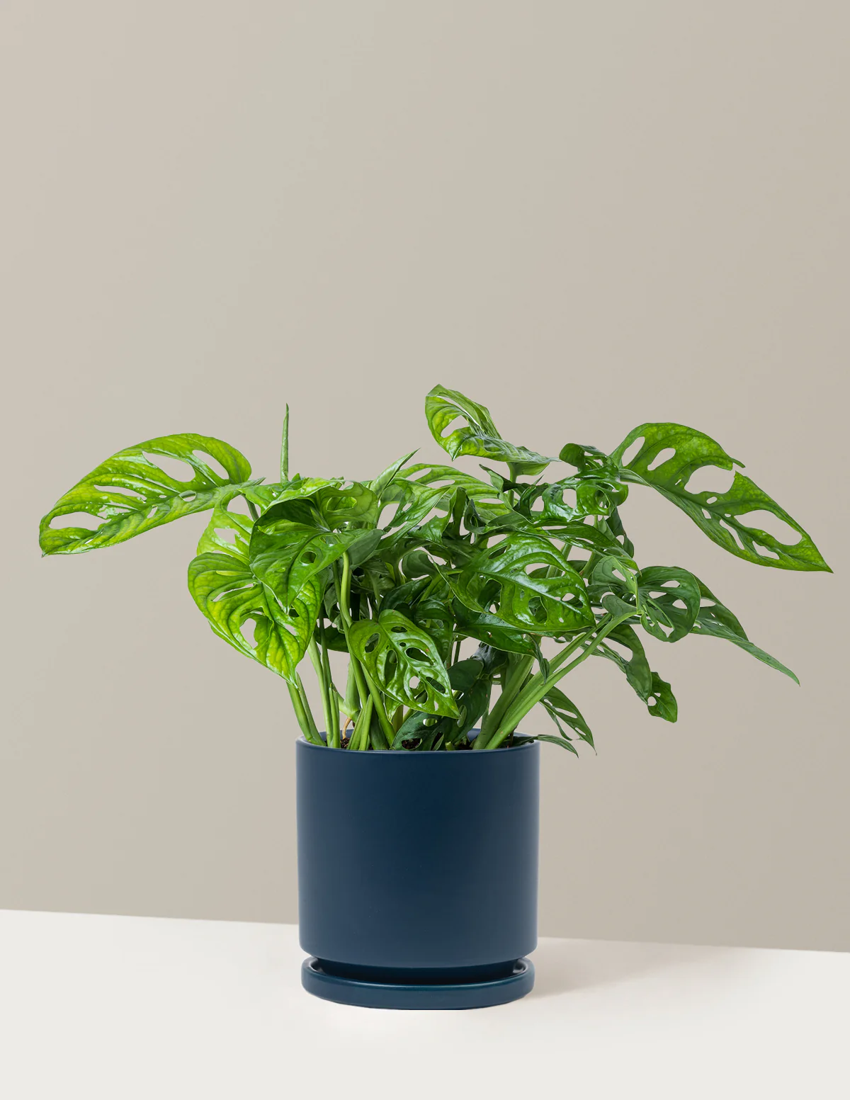 Monstera Adansonii