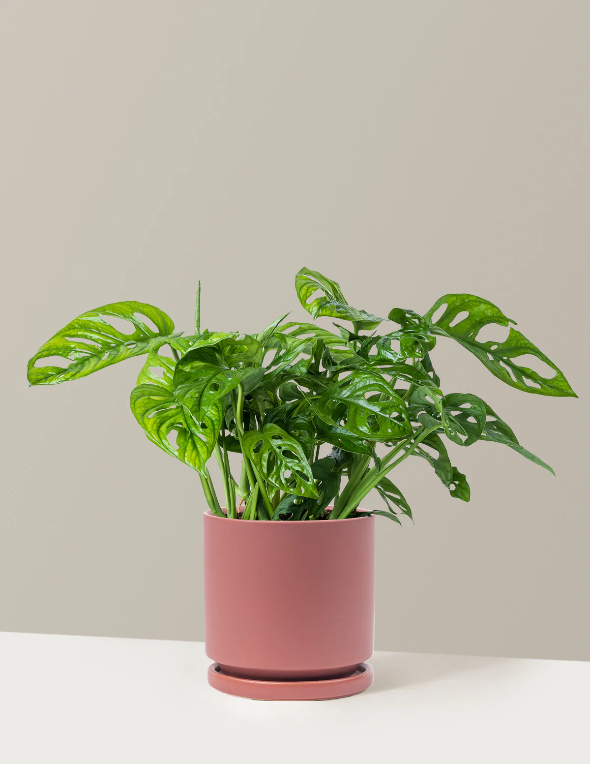 Monstera Adansonii - Image 10