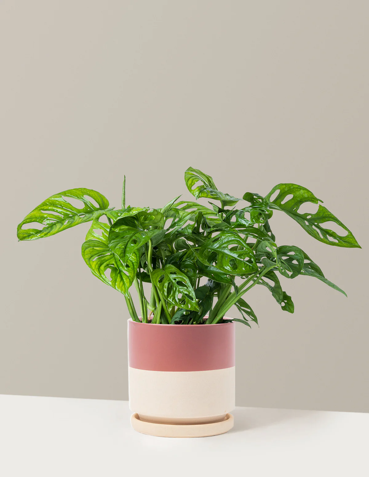 Monstera Adansonii - Image 11