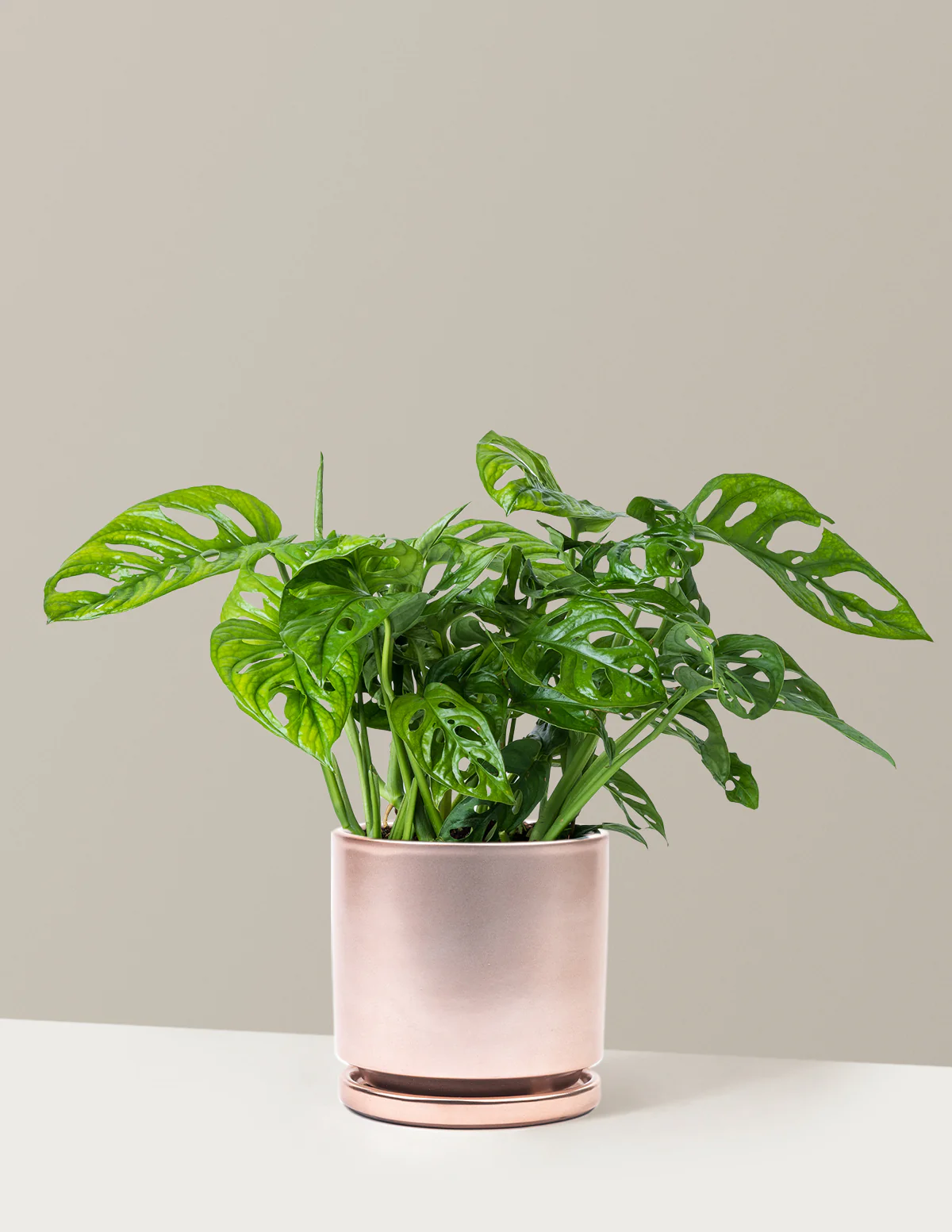Monstera Adansonii - Image 12