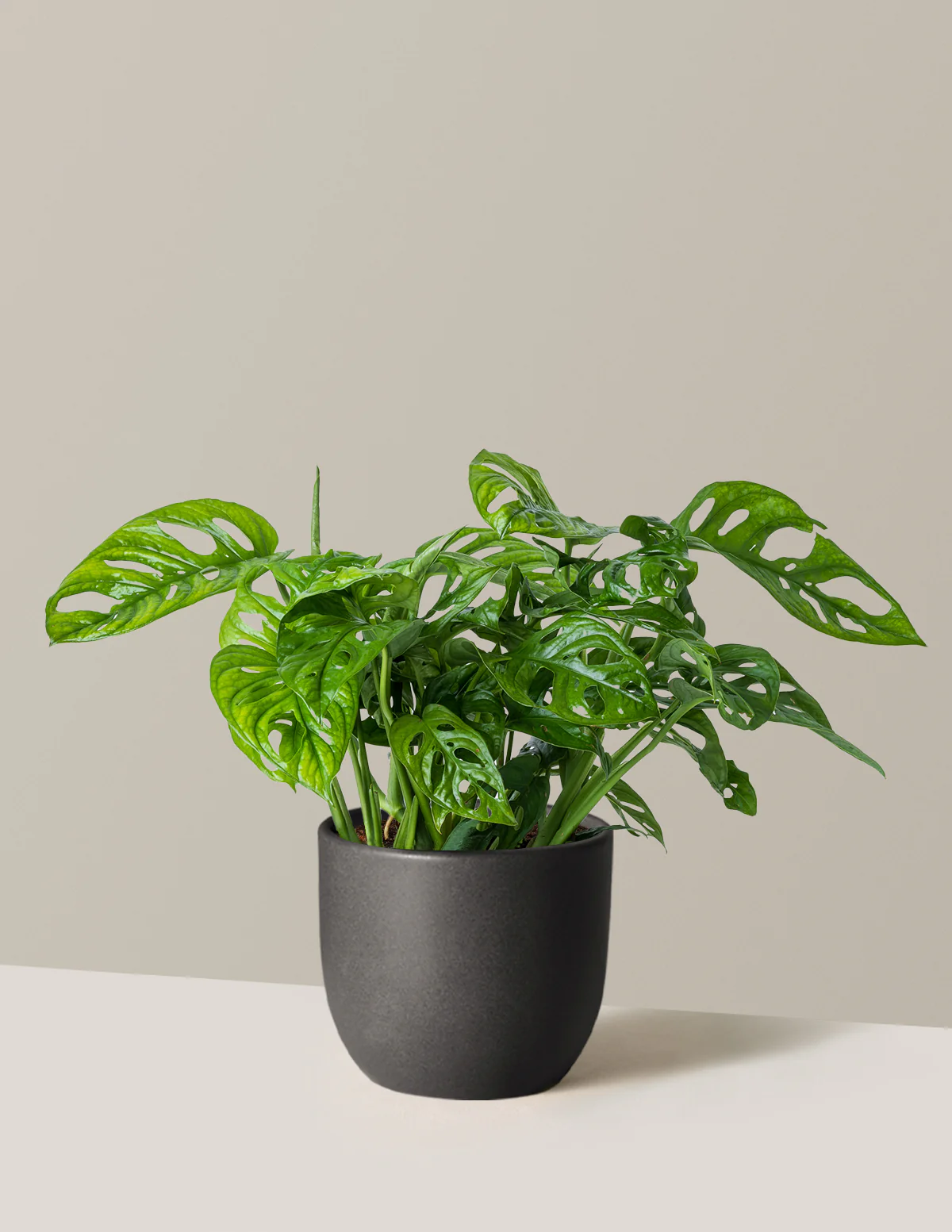 Monstera Adansonii - Image 13