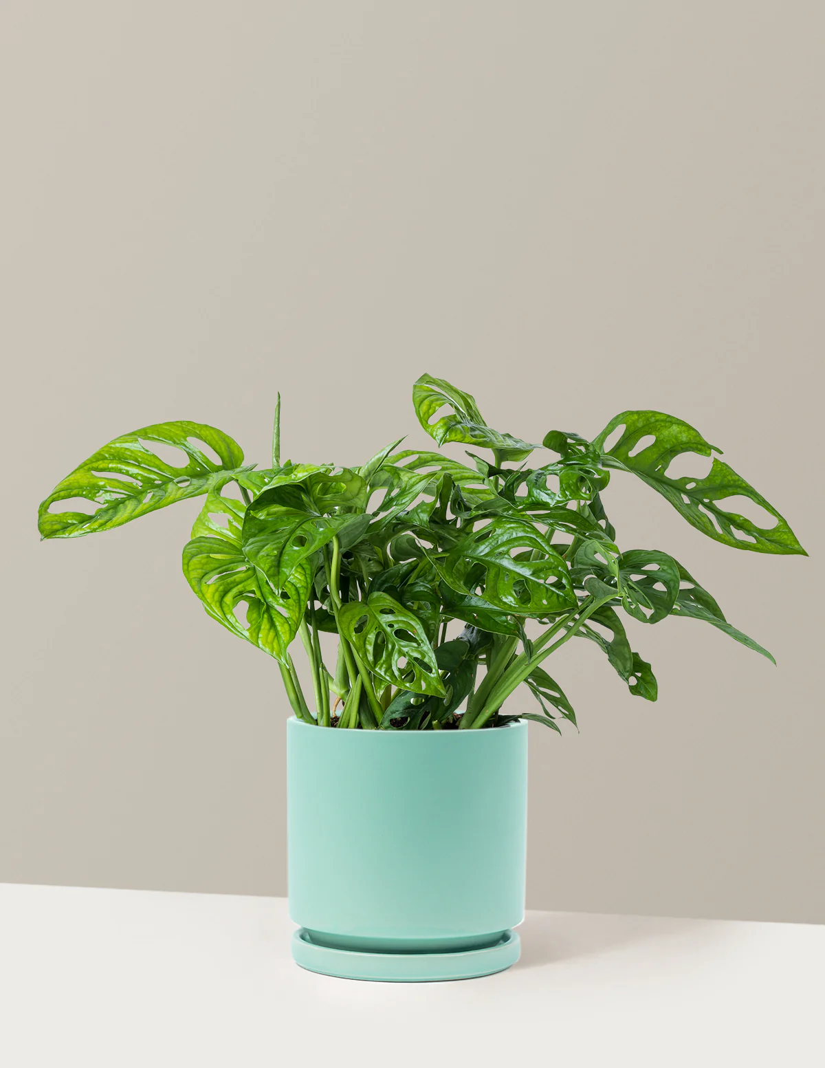 Monstera Adansonii - Image 14