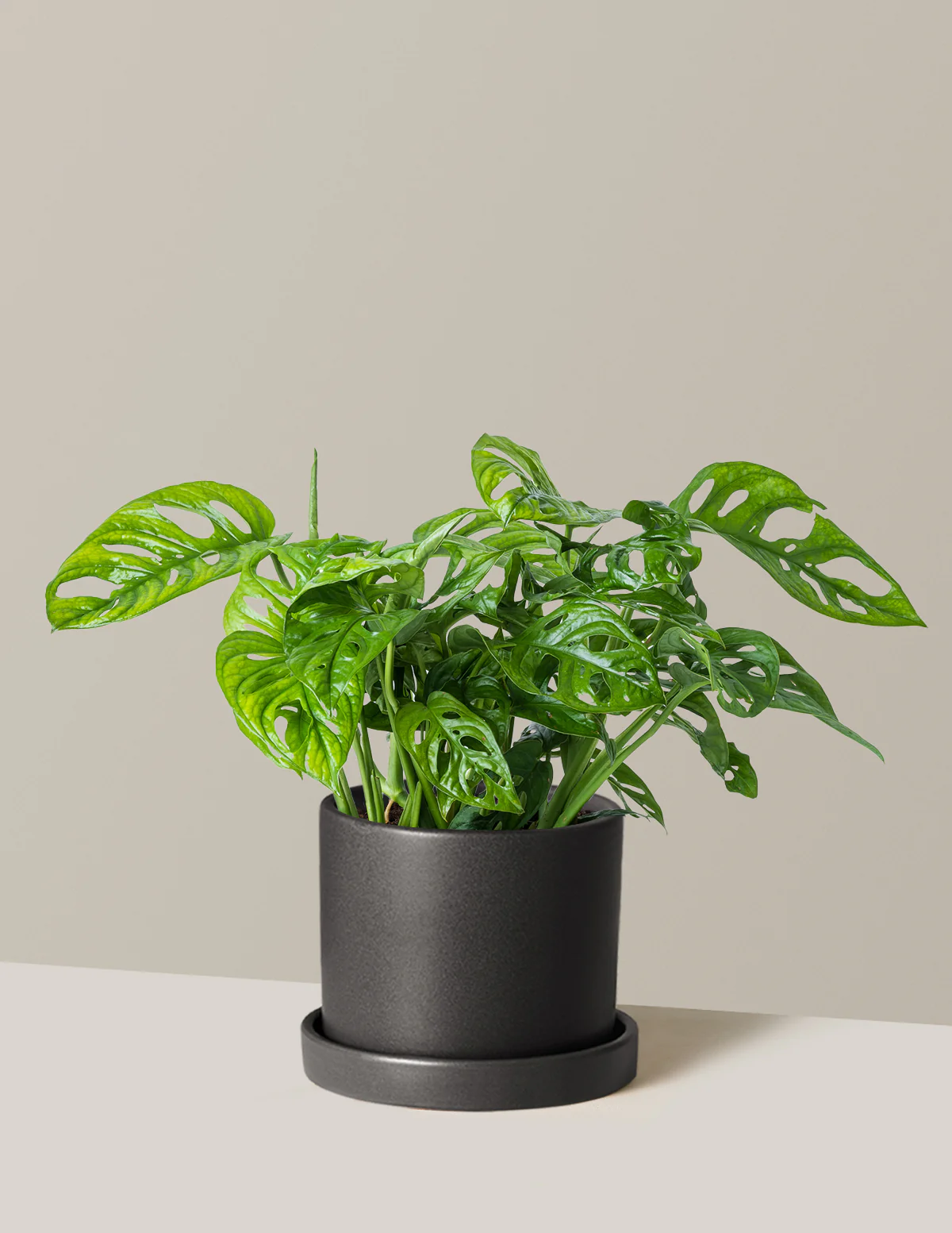 Monstera Adansonii - Image 15