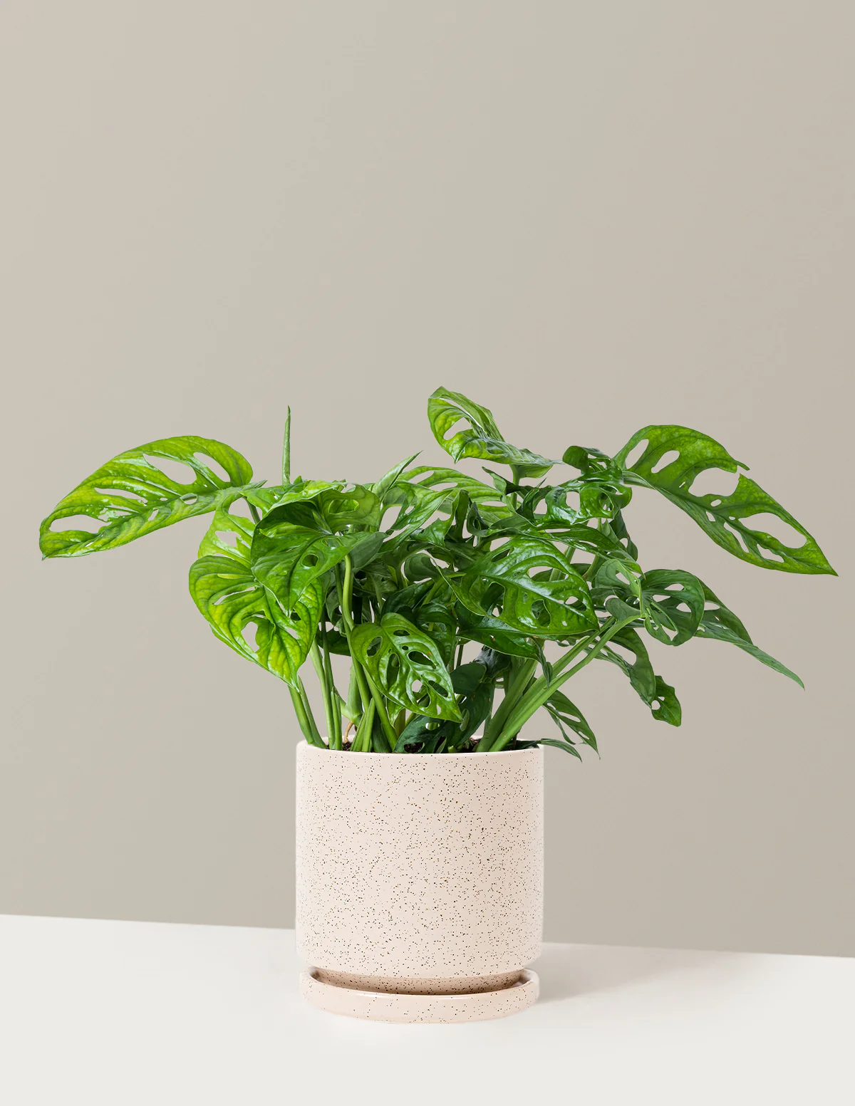 Monstera Adansonii - Image 16