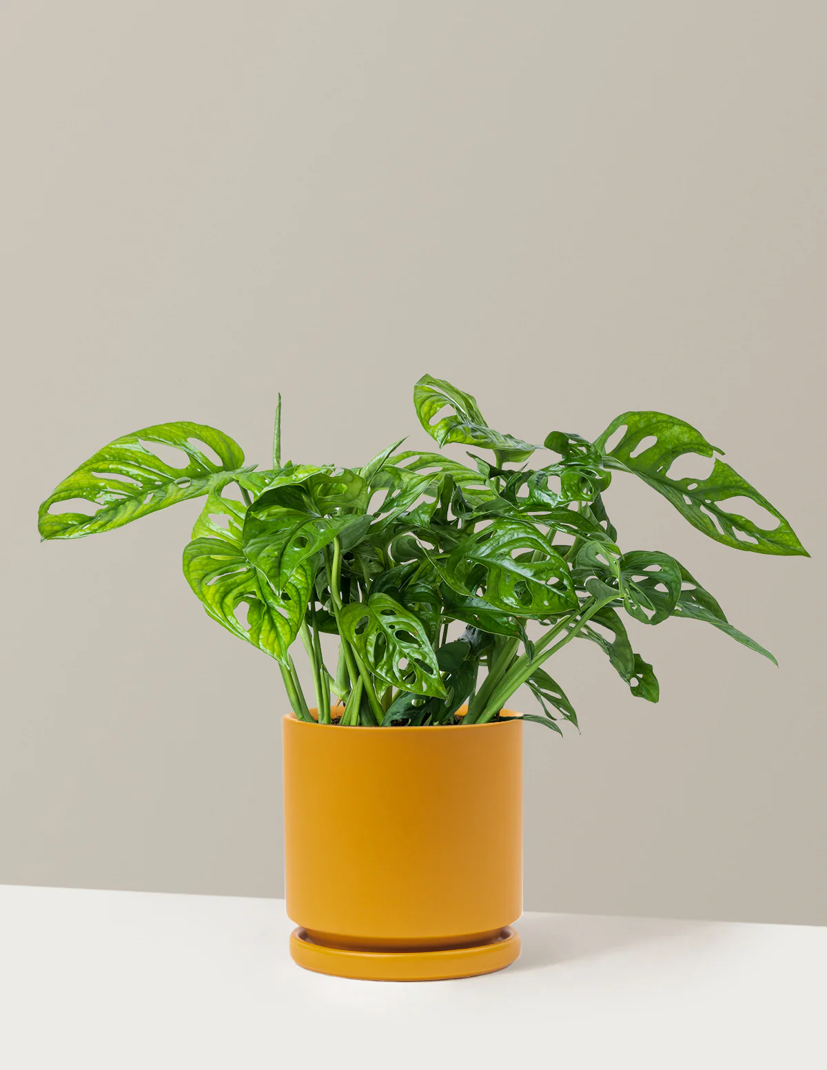 Monstera Adansonii - Image 17