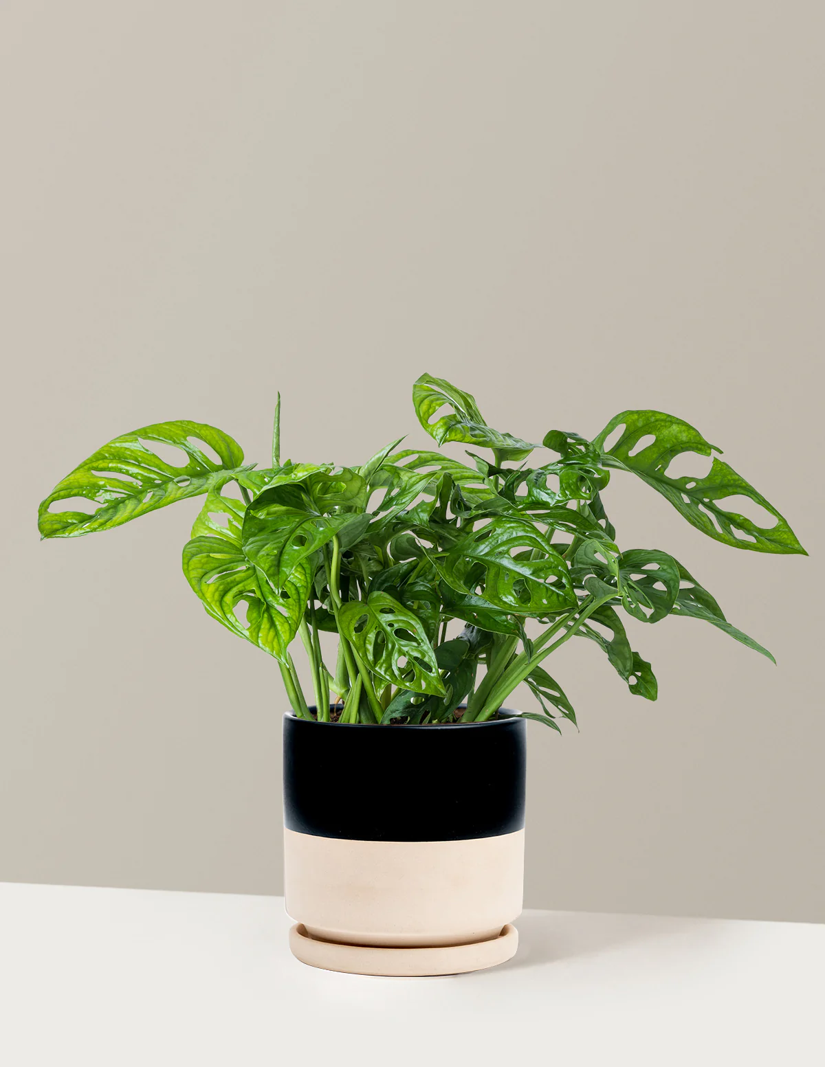 Monstera Adansonii - Image 18