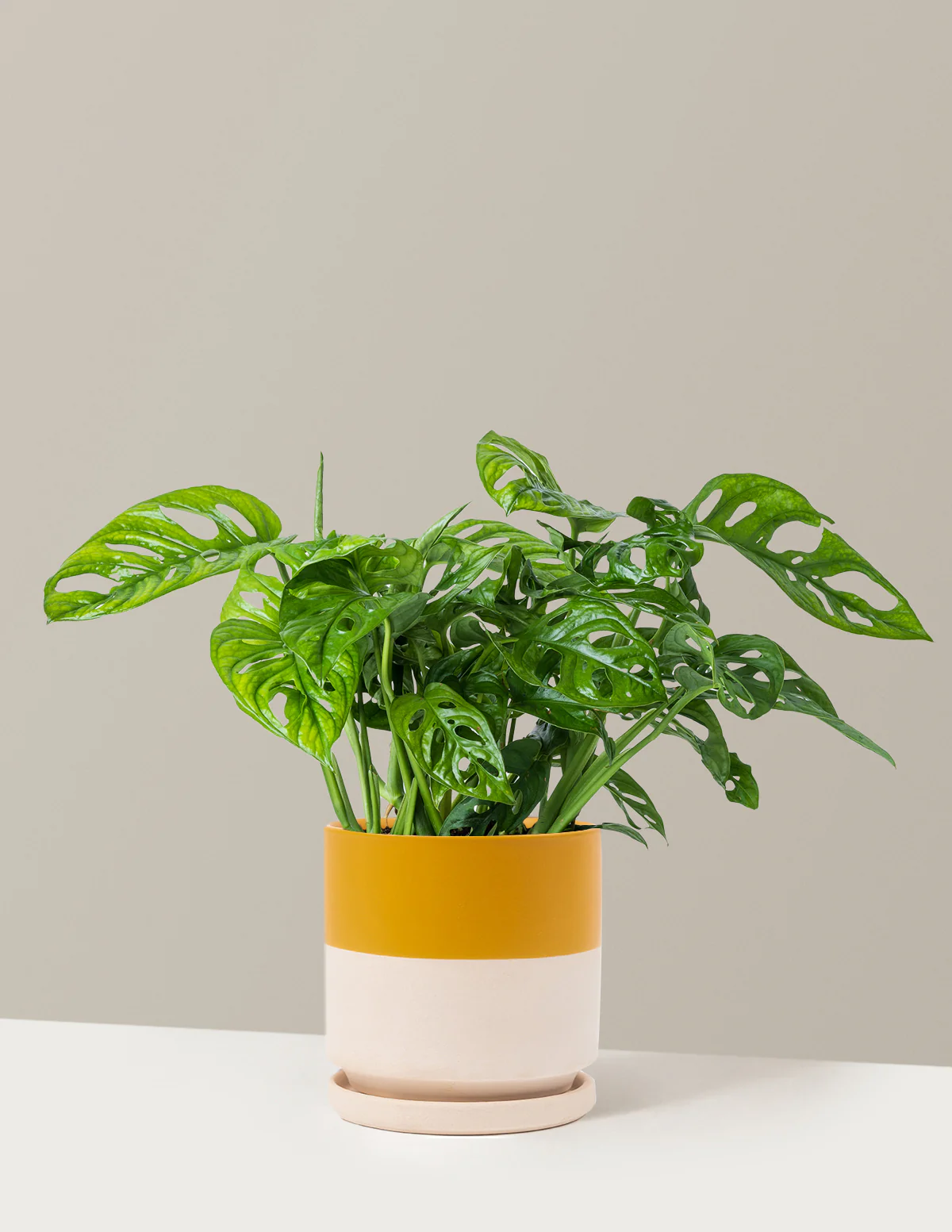 Monstera Adansonii - Image 19