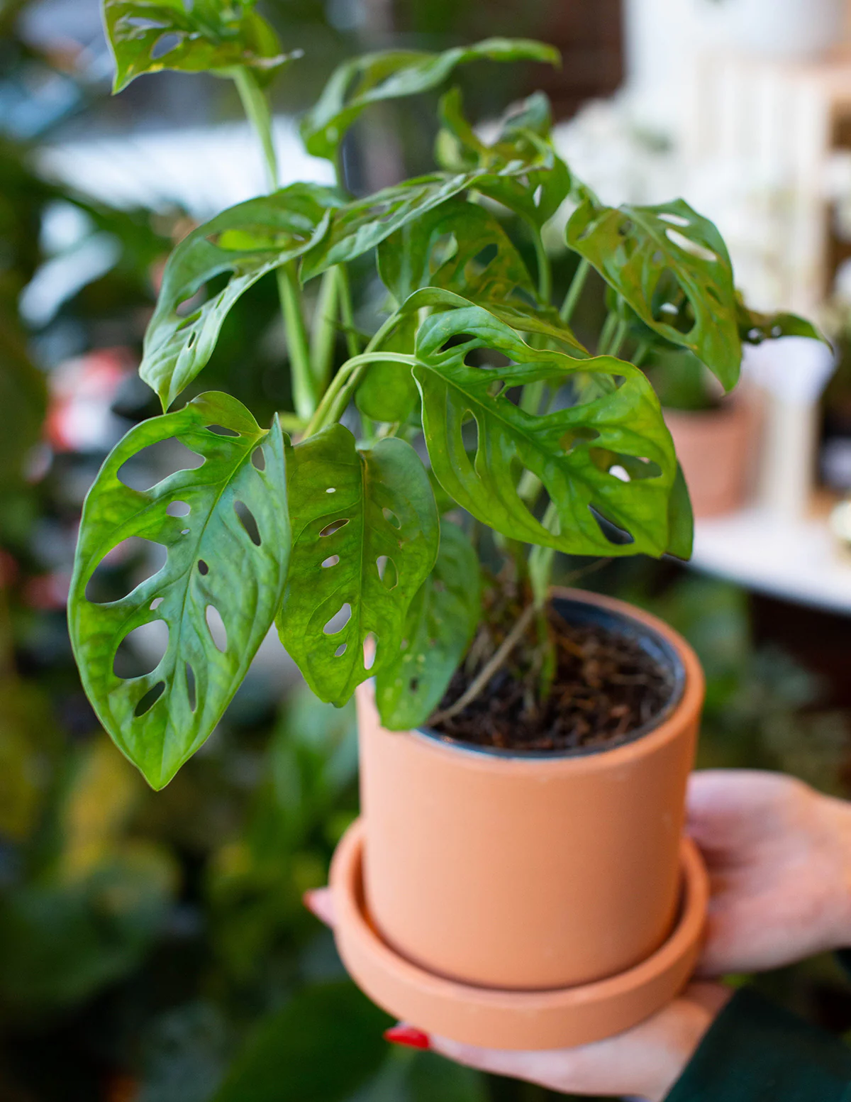 Monstera Adansonii - Image 2