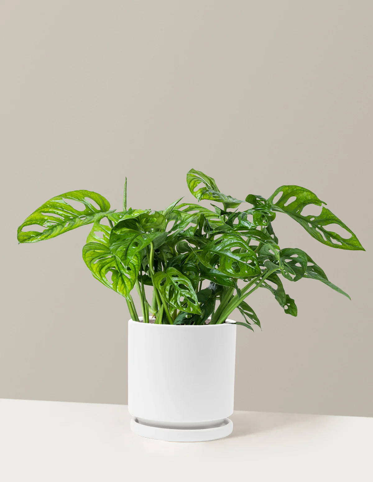 Monstera Adansonii - Image 20