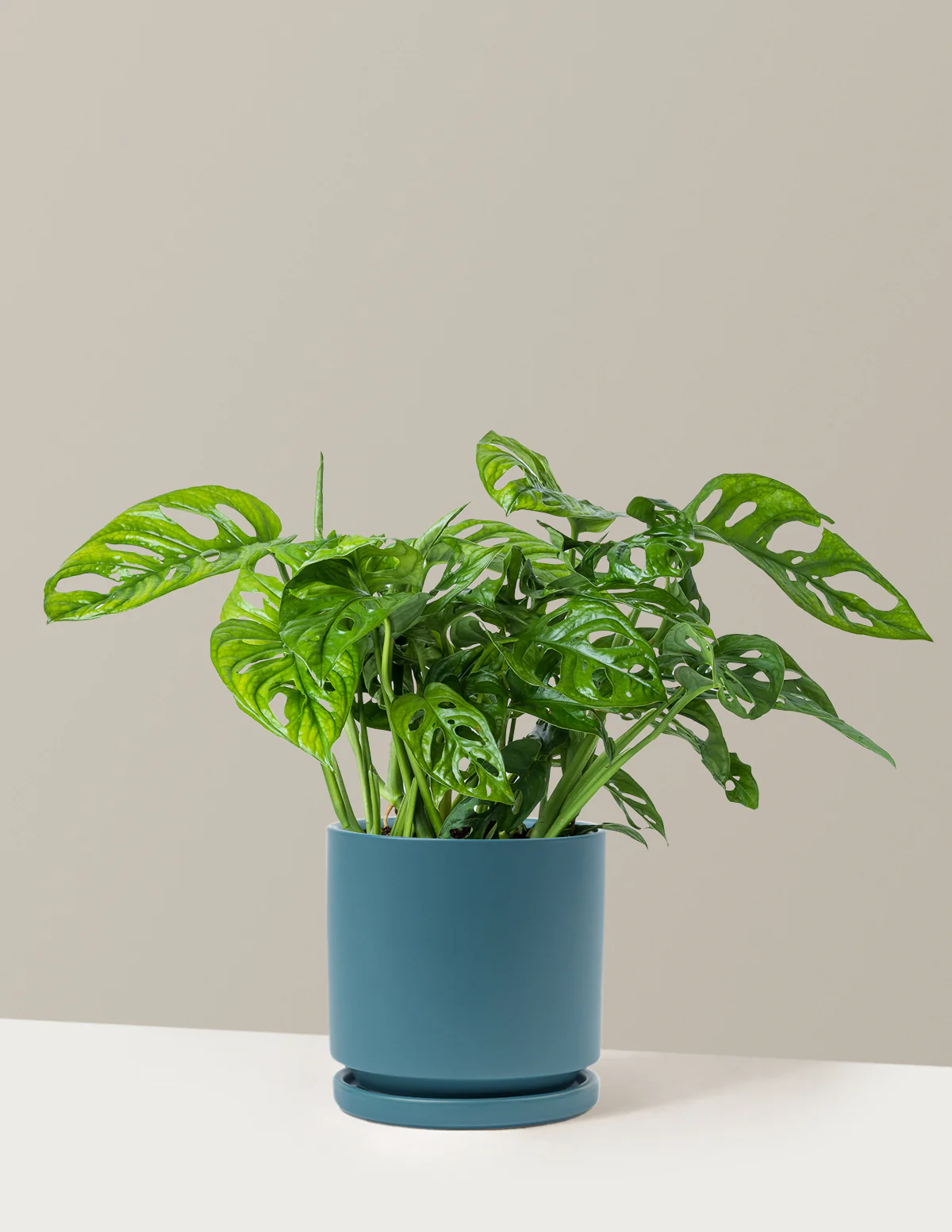 Monstera Adansonii - Image 21
