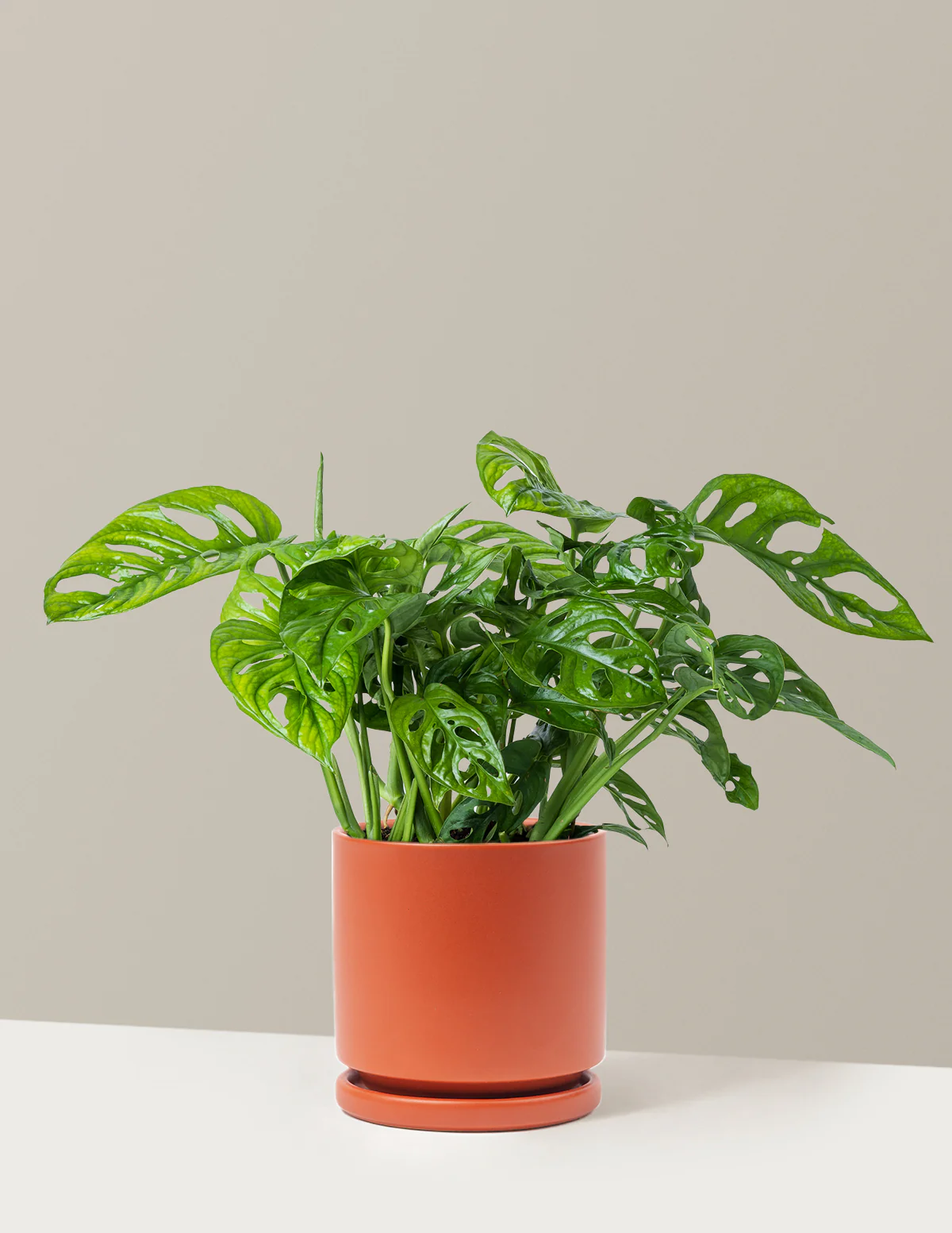Monstera Adansonii - Image 22