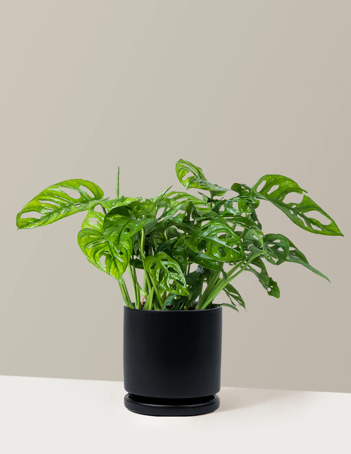 Monstera Adansonii - Image 23