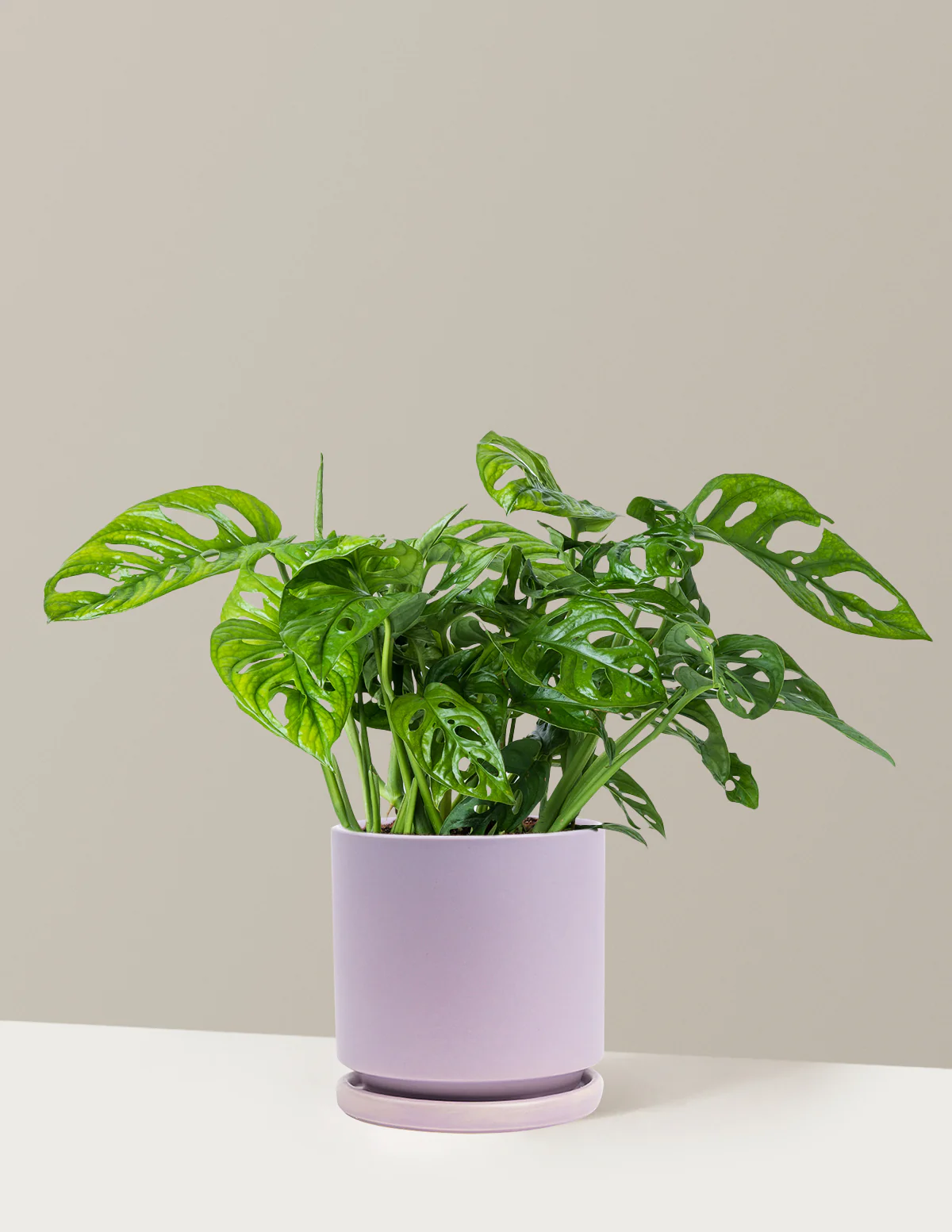 Monstera Adansonii - Image 24