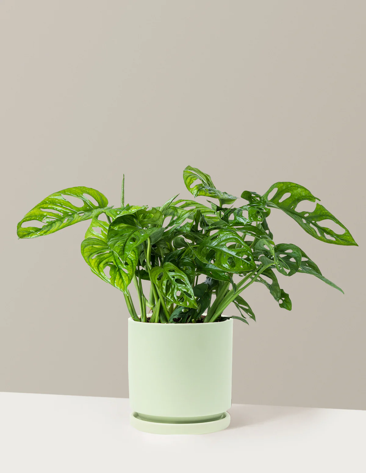 Monstera Adansonii - Image 26