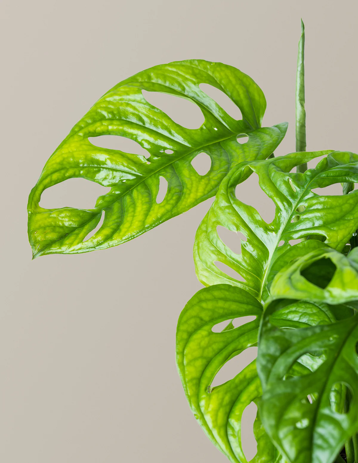 Monstera Adansonii - Image 3